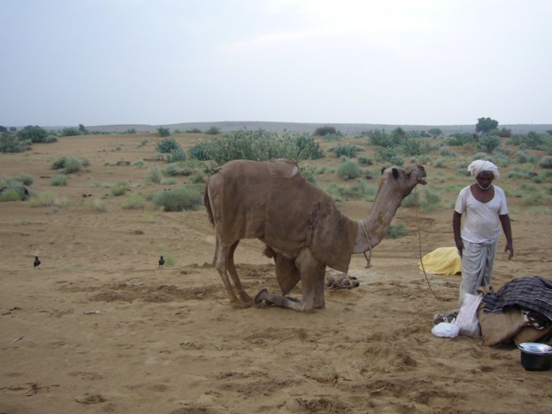 Travel - India - Rajasthan - Desert Camel Trip - Next Morning